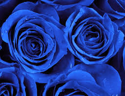 We did not find results for: Terbaru 23 Wallpaper Bunga Mawar Biru Hd Gambar Bunga Indah