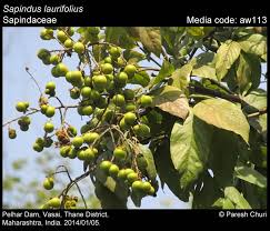 Image result for Sapindus