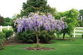 Pin By Phyllis Mclaughlin On Gardening In 2021 Wisteria Tree Plants Wisteria Plant