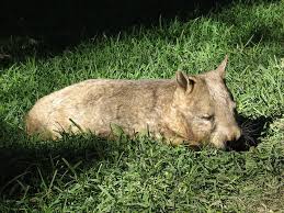 Image result for Northern hairy-nosed wombat