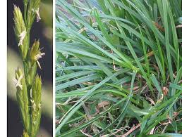 Image result for Lolium