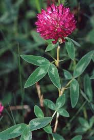 Image result for Trifolium