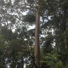This Majestic Queensland Kauri Stood Here Long Before The First Europeans Set Eyes On Australia At 400 Years Old This Tree Has Lived Th Tree Rainforest Earth