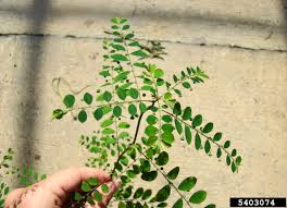 Image result for Phyllanthus tenellus