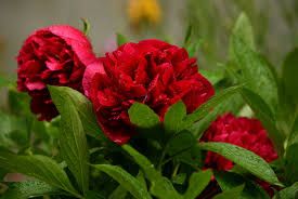 A nevét, hogy pünkösdi rózsa a pünkösd idején nyíló rózsához hasonló virágai miatt kapta. Punkosdi Rozsa Miapa Indafoto Hu