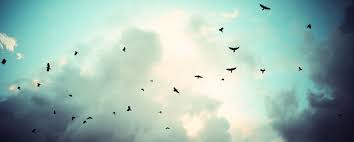 Cartoon Picture Of Birds Flying In The Sky Birds Background Tumblr Google Search Bird Photography Birds In Flight Birds Flying