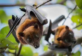 Maybe you would like to learn more about one of these? Interesting Facts Information About Bats For Kids