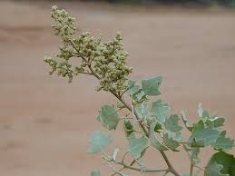 Image result for Chenopodium opulifolium