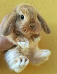 I Would Name Him Goldy Or Maybe Jasper He 39 S Cute I Love How He 39 S Whit Bunnype Cute Baby Animals Pet Bunny Cute Bunny Pictures