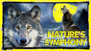 Natures Symphony Wolves Loons Rain Wind River Sounds Beautiful Wolves Fantasy Wolf Wolf Howling