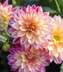 We did not find results for: Buy Plants Seeds Fruit Trees Seed Potatoes Thompson Morgan Tree Seeds Buy Plants Fruit Trees