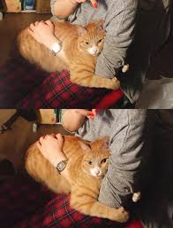 Touch Can Mean Hugging The Arm Ya Silly Creatures Cat Hug Cute Cats Cute Cats And Kittens
