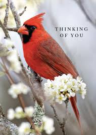 Thinking of you (kitarō album), 1999. Thinking Of You Cardinal Arbor Day Foundation Buy Trees Rain Forest Friendly Coffee Greeting Cards That Plant Trees Memorials And Celebrations With Trees And More
