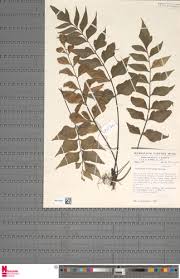 Image result for Asplenium hemitomum