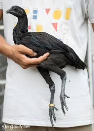 Lihat apa yang ayam philipin (ayamp) telah temukan di pinterest, koleksi ide terbesar di dunia. Edisi Betina Peruvian Black Knight Umur Dee Gamefarm Indonesia Facebook