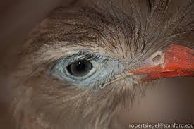 Image result for Sericorema