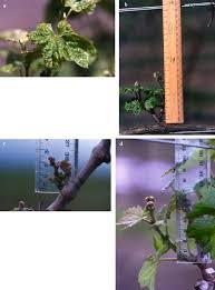 Image result for Calepitrimerus vitis