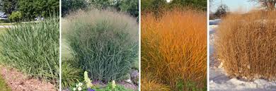 4, 5, 6, 7, 8, 9what is my zone? Switch Grass Panicum Virgatum Wisconsin Horticulture