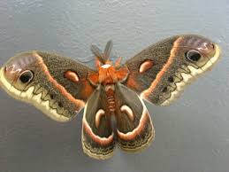 Image result for Cecropia