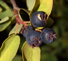 Image result for Sherbournia bignoniiflora