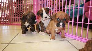 Some come with papers and some do not. Huggable Boxer Puppies For Sale In Atlanta Ga At Puppies For Sale Local Breeders