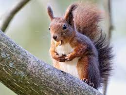 sincap squirrel kemirgen rodent wildlife pictures squirrel animals