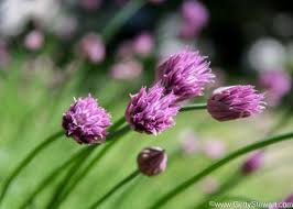 Trim off the excess bottom and top portions of any stems that stick out if you want the bundles to look even. How To Prune Chives Removing The Blossoms Gettystewart Com