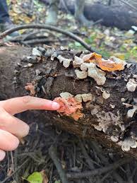 Image result for Merulius incarnatus