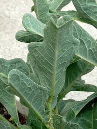 Image result for Adenia repanda