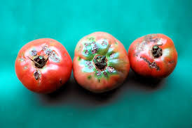 Image result for tomato seedling xanthomonas vesicatoria