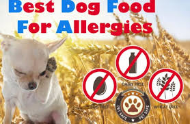 Best Dog Food For Allergies The Guide To Finding The Non