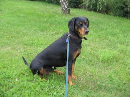 Image result for slovenský kopov