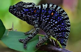 Home > animali > rettili > camaleonti. Madagascar Riscoperto Camaleonte Creduto Estinto Africa