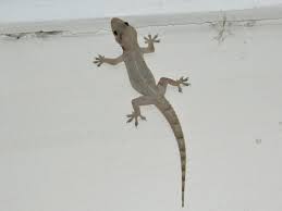 I don't give a shit. The Domestic Lizard Is A Necessary Evil Op Eds Gulf News