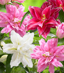 Lilien entfalten ihre schönheit nicht nur in blumensträußen, sondern auch im garten oder verzieren in einen schönen kübel gepflanzt die terrasse sowie den balkon. Lilien Mix Oriental Dreams 1a Qualitat Baldur Garten