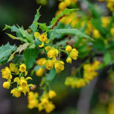 Image result for Berberis verruculosa