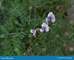 Image result for Tephrosia noctiflora