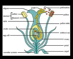 The female reproductive system is designed to carry out several functions. With The Help Of A Diagram Explain Sexual Reproduction In Flowering Plants