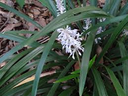 Image result for Ophiopogon