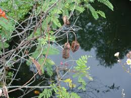 Image result for Sesbania goetzei