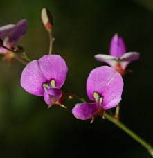 Image result for Desmodium subsecundum