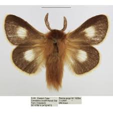 Image result for Searsia monticola