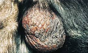 Image result for scrotum dog skin peeling