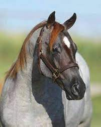 61 Quarter Horses Are My Kind A Horse 3 Ideas Horses Quarter Horse American Quarter Horse