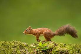 Red Squirrel Running Red Squirrel Squirrel Cute Squirrel