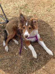 4 Month Old Sheltie Puppy Sheltie Puppy Sheltie Rough Collie