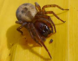 Die trichternetzspinne gehört zu den vogelspinnenartigen und ist eine der giftigsten spinnen der welt. Naturwunder 2010