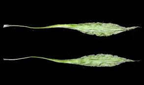 Image result for Ottelia ulvifolia