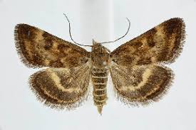 Image result for Pyrausta aerealis