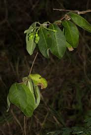 Image result for Raphionacme monteiroae